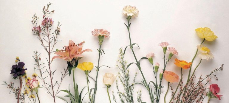 The Lungs: A Bridge Between Ancient Wisdom and Modern Science 17 photo of stemmed flowers against a white wall
