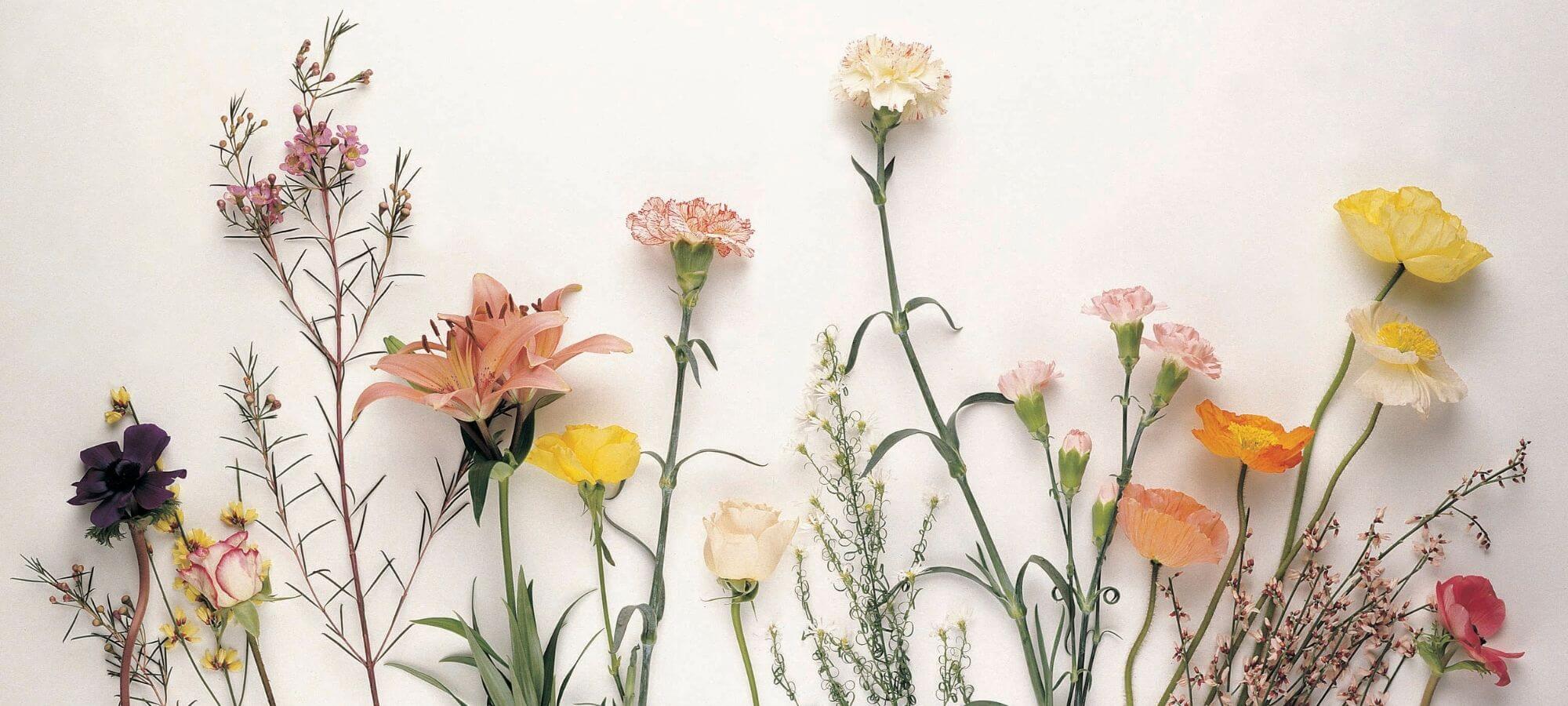 New Year, New You: Setting Intentions for Health and Harmony in 2025 1 photo of stemmed flowers against a white wall